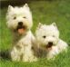 Zwei Westies im Gras