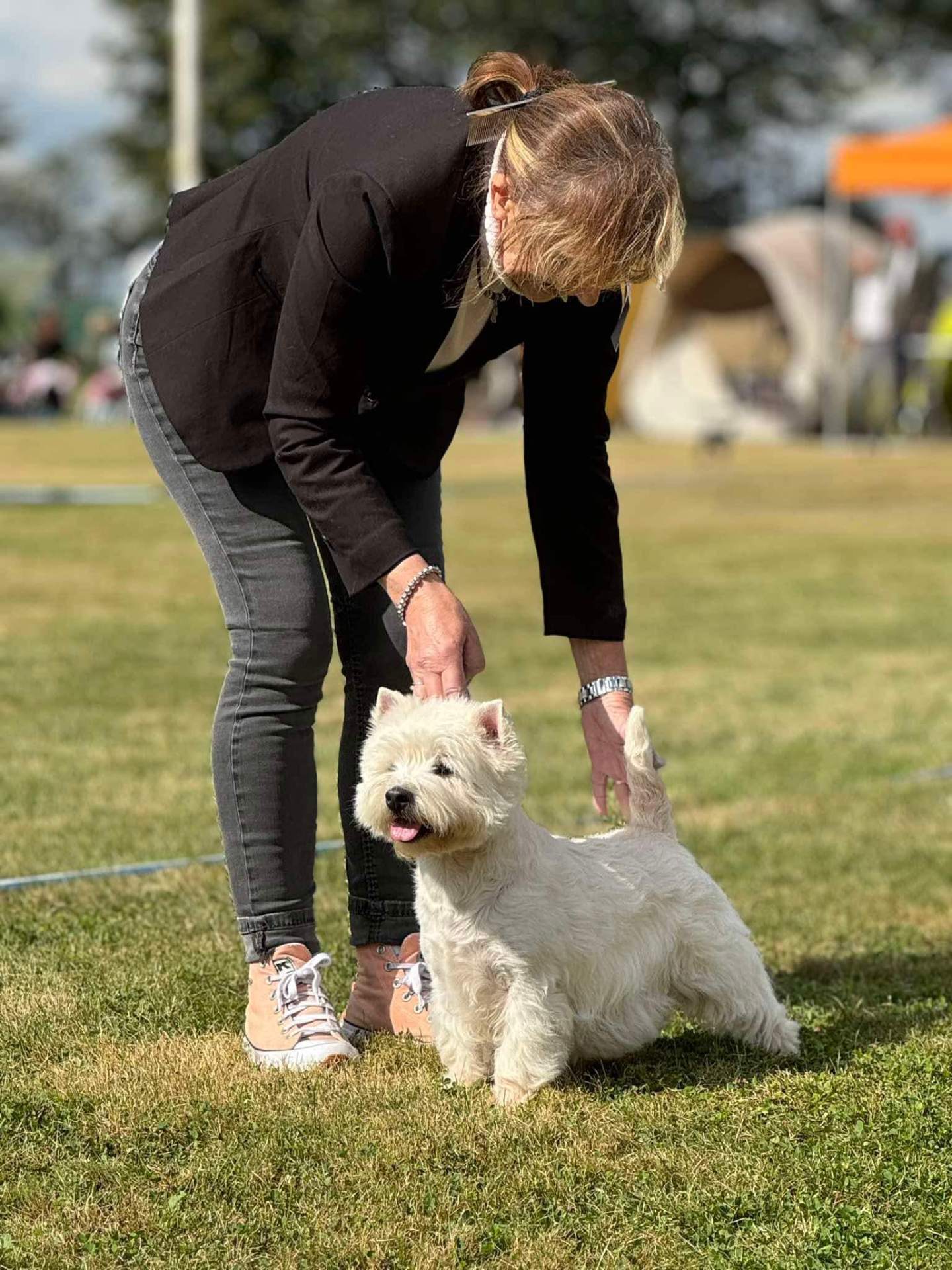 Westie auf Ausstellung